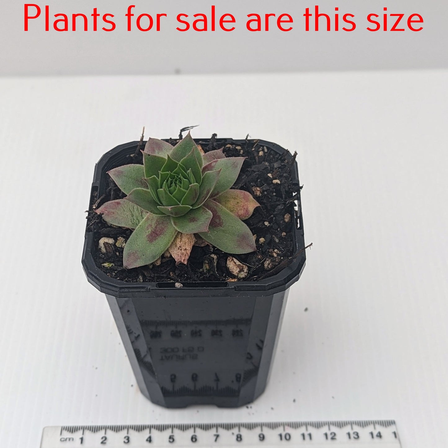 Sempervivum Butterpat