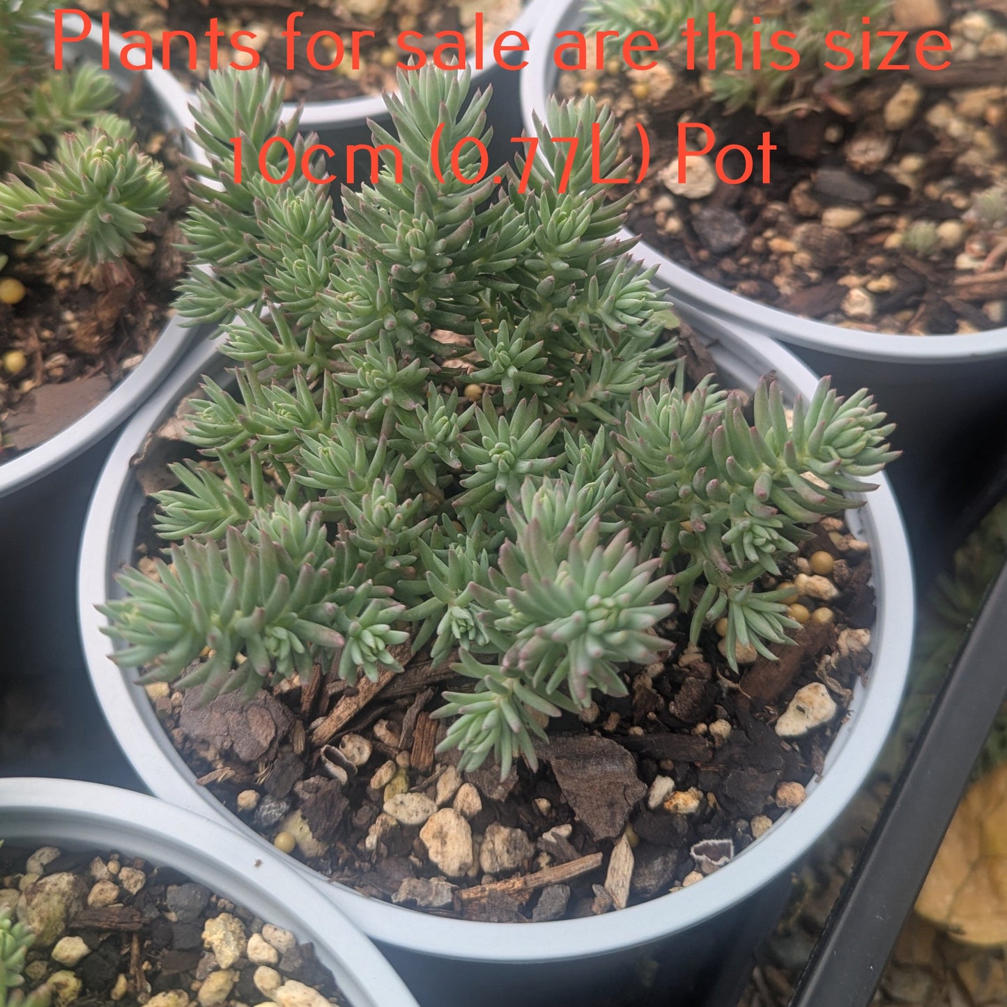 Sedum Griseum