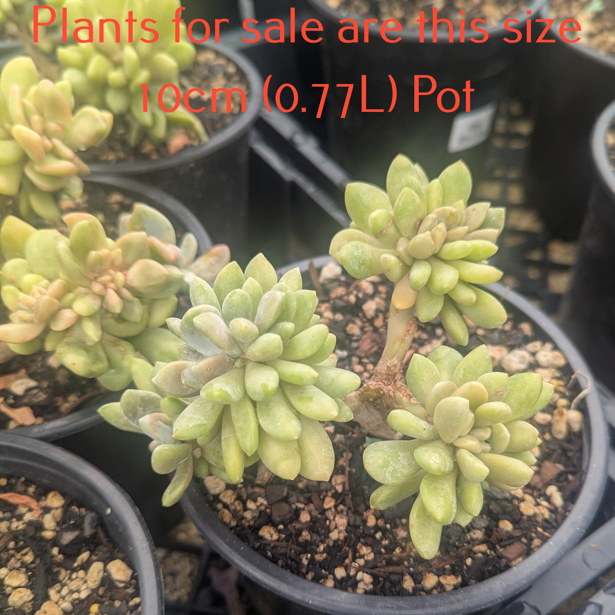 Pachyveria Clavifolia Christata