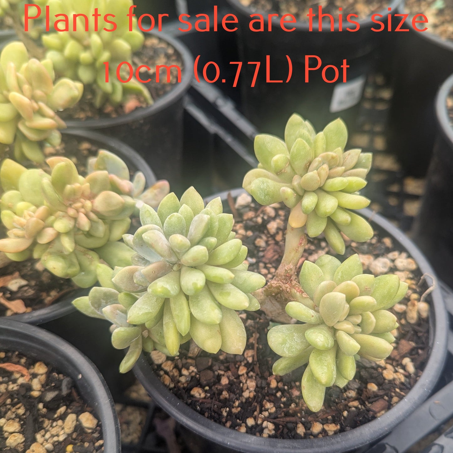 Pachyveria Clavifolia Christata