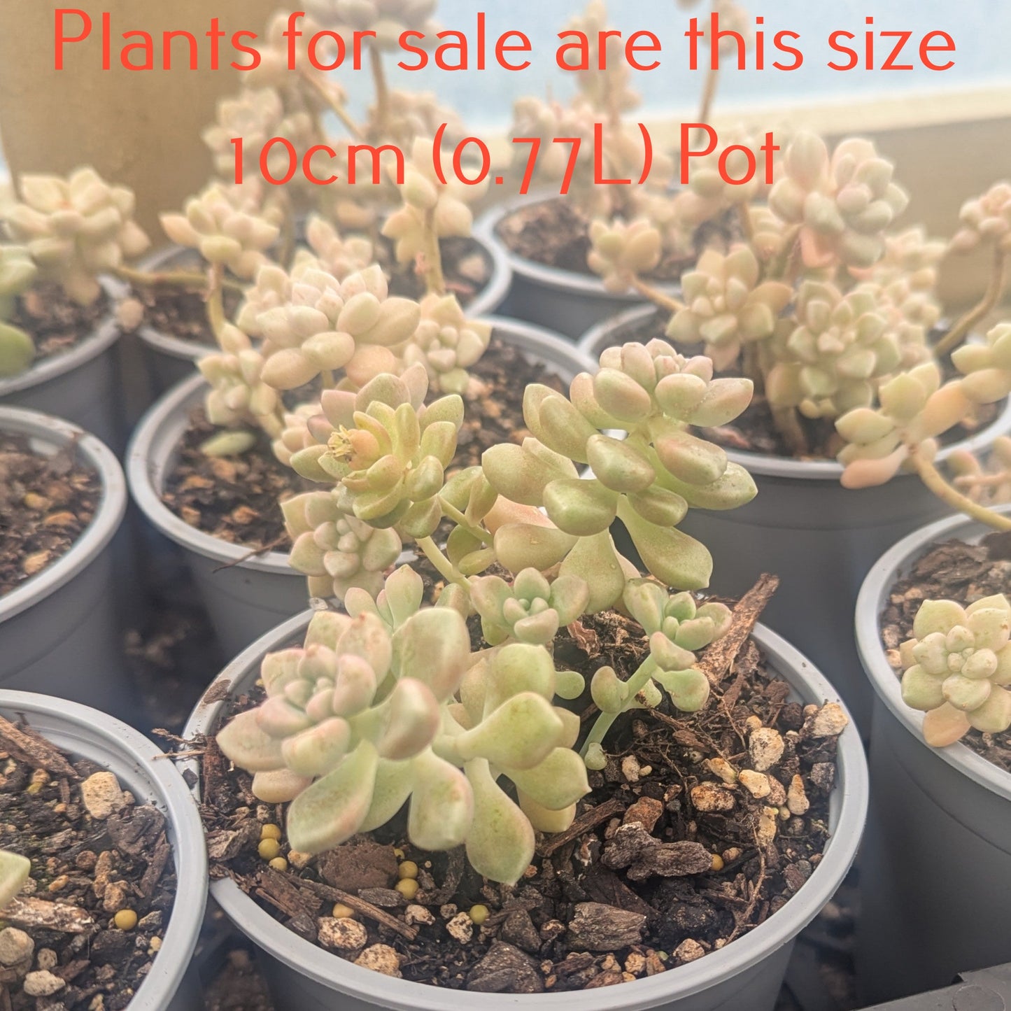 Graptopetalum Mendozae