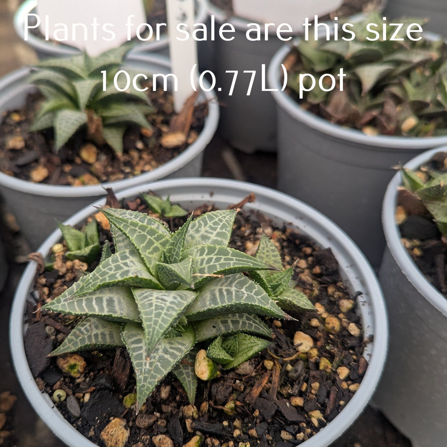 Haworthia Tessellata