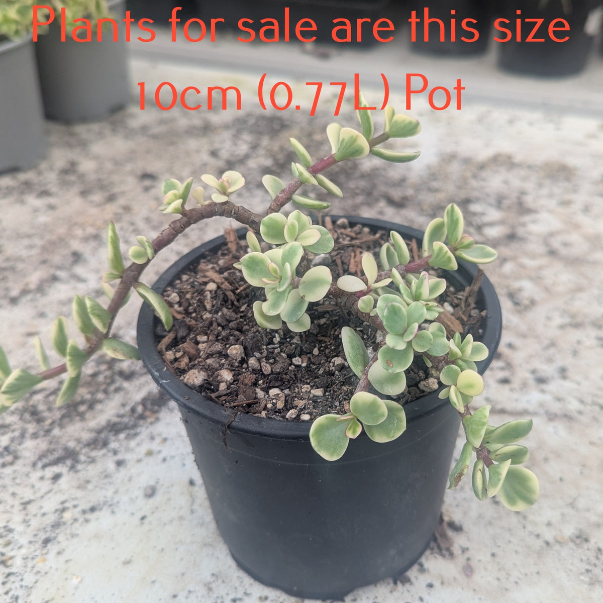 Portulacaria Afra Variegata | Rainbow Bush