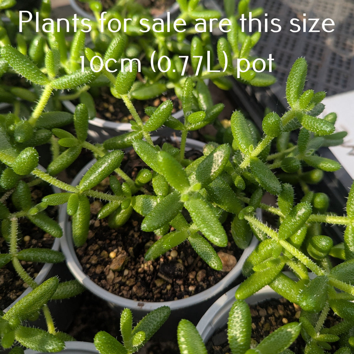 Delosperma Echinatum | Pickle Plant
