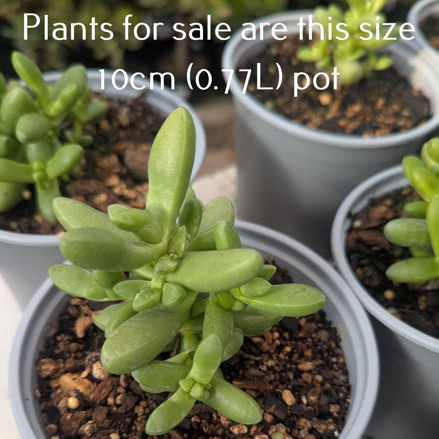 Crassula Nudicaulis Herrei