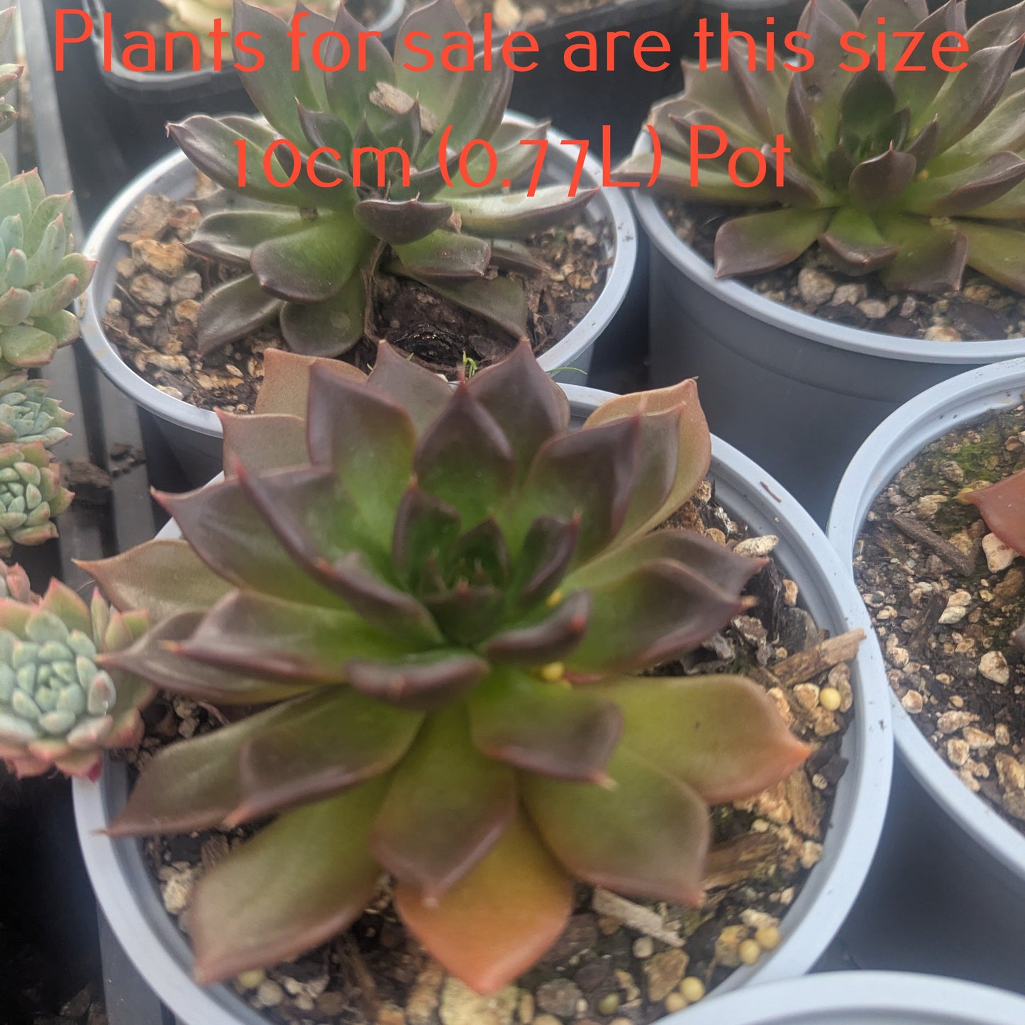 Echeveria Chocolate | Echeveria Dark Chocolate