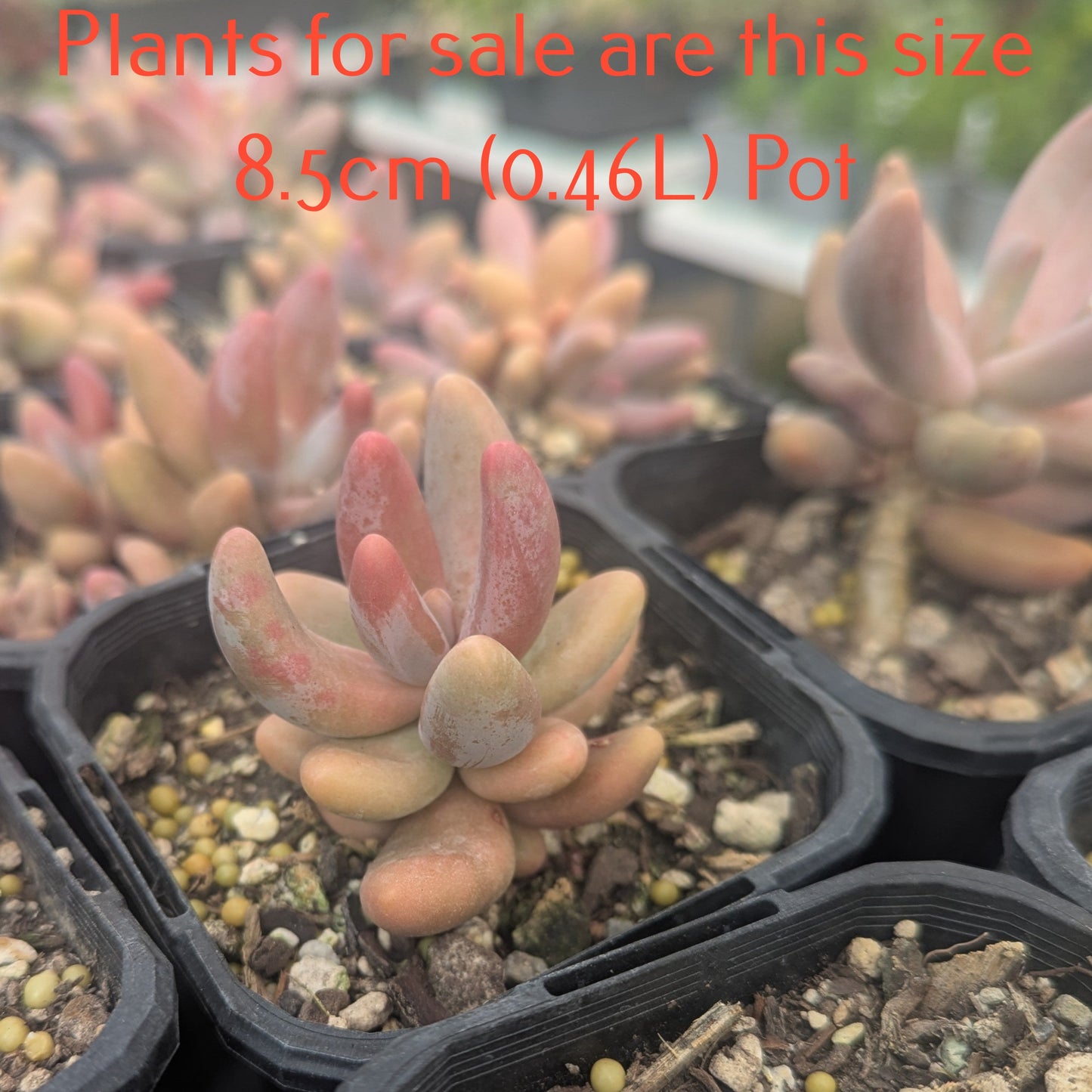 Pachyphytum Fittkaui