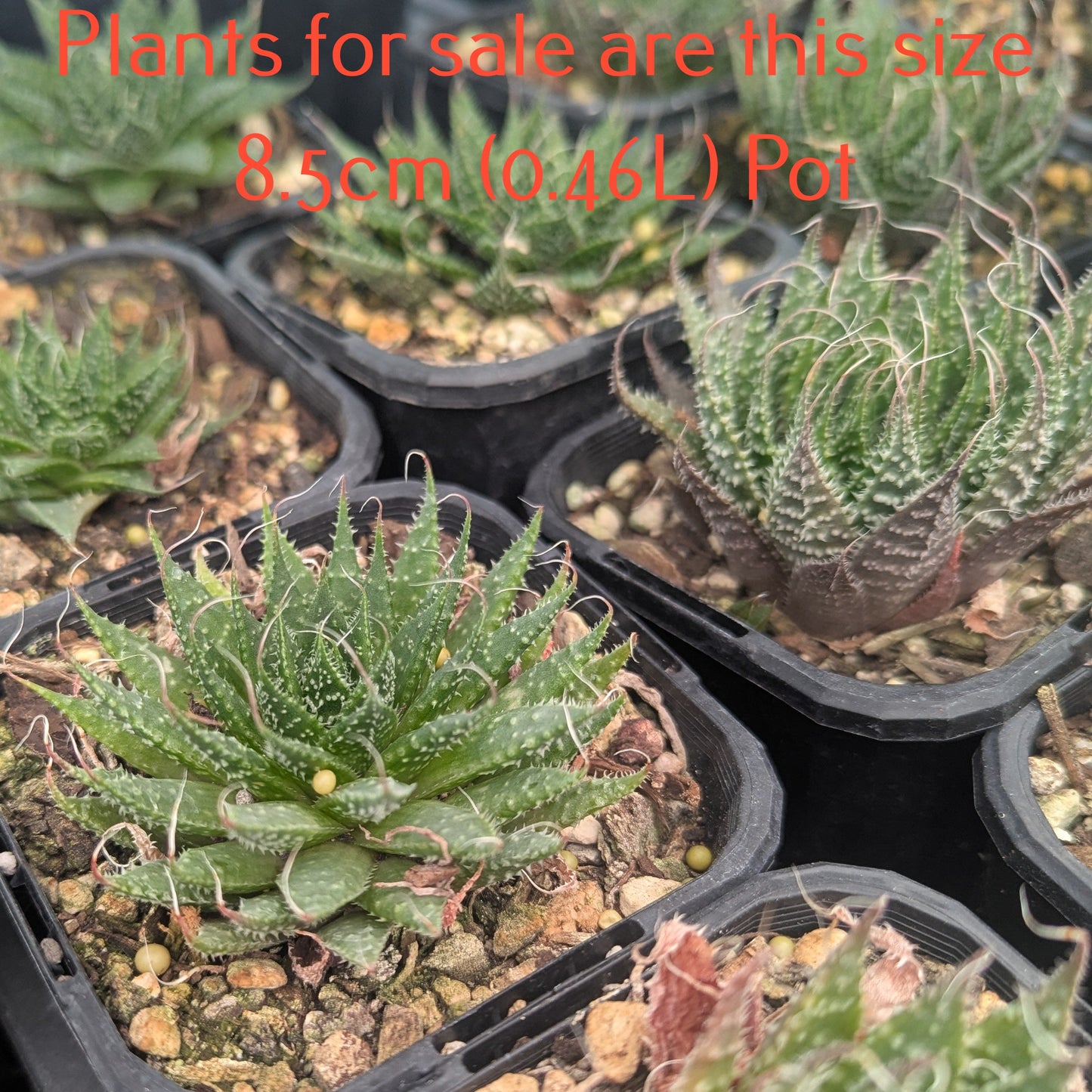 Aloe Aristata | Lace Aloe