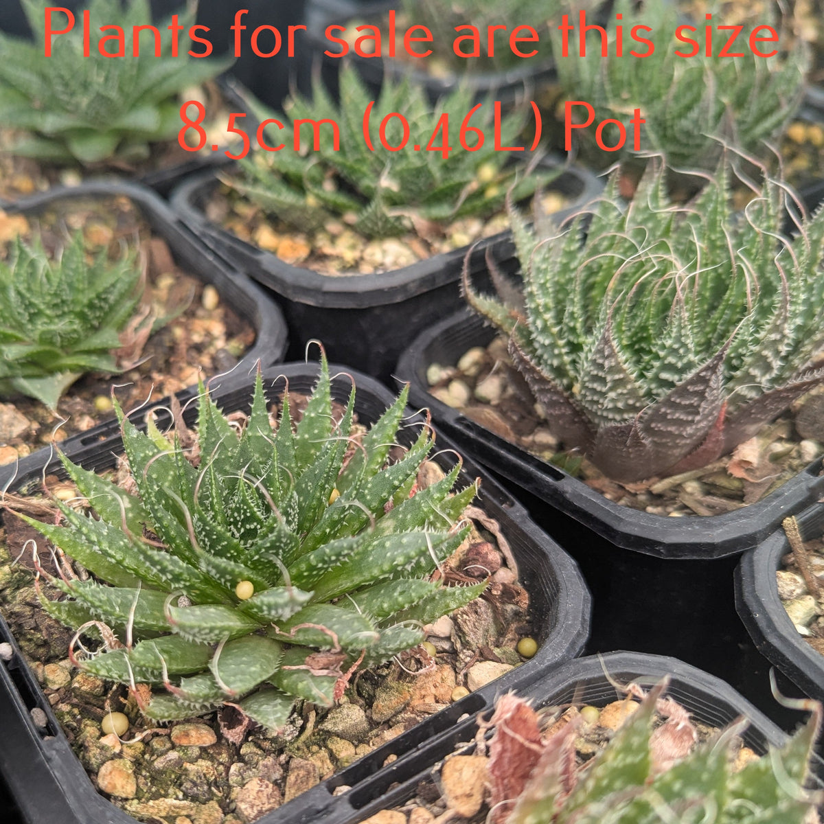 Aloe Aristata | Lace Aloe