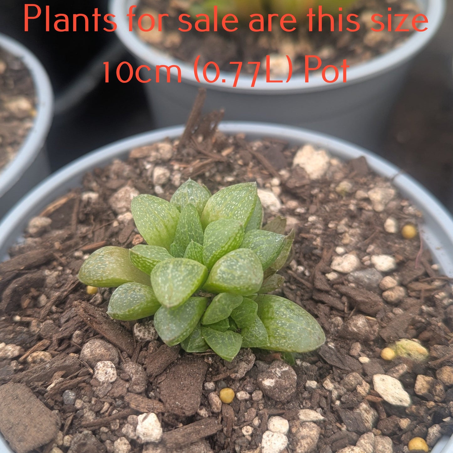 Haworthia Turgida var. Suberecta