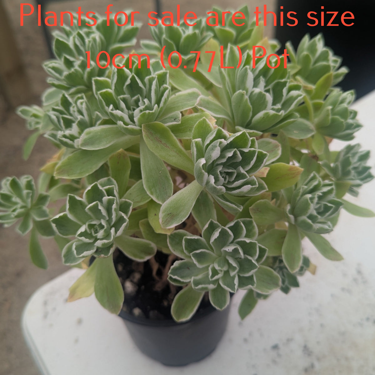 Aeonium Ballerina | Aeonium Frosty