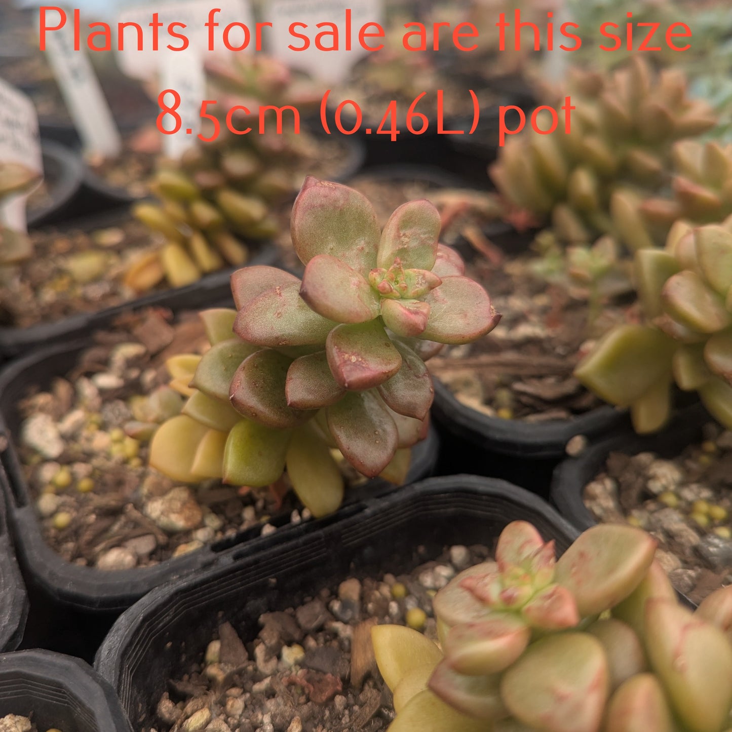 Graptopetalum Copper Rose | Leatherpetal