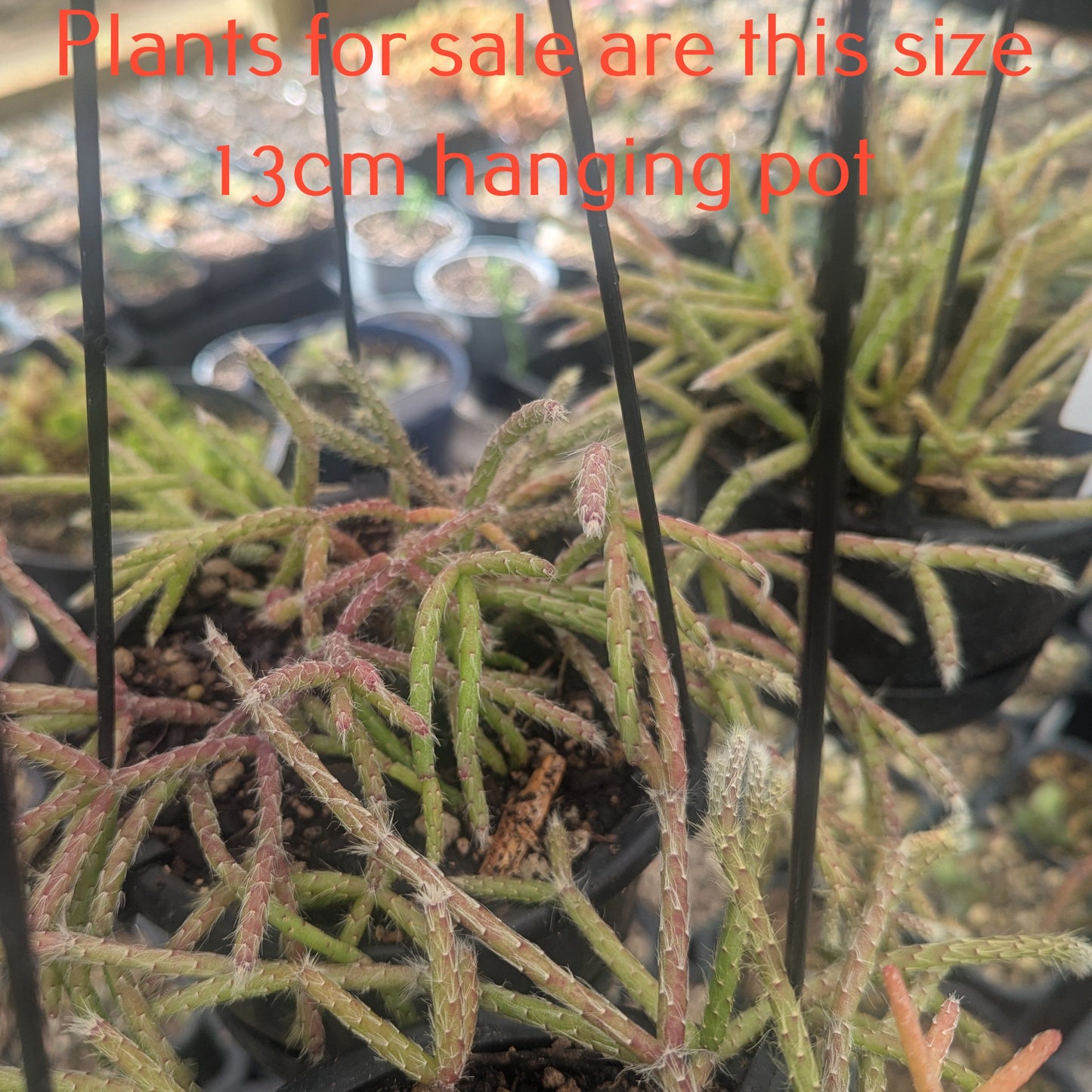 Rhipsalis Horrida | Mouse Tail Cactus