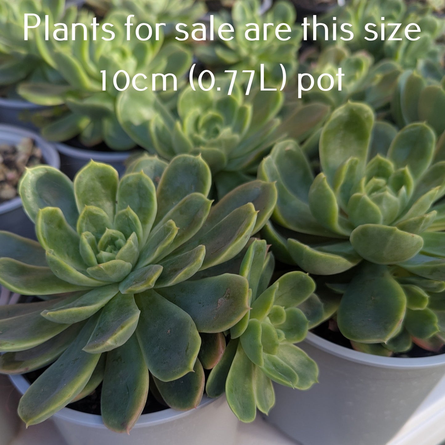Echeveria Green Rose