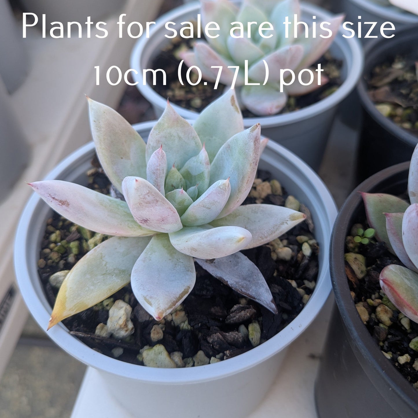 Echeveria Colorata | Mexican Giant