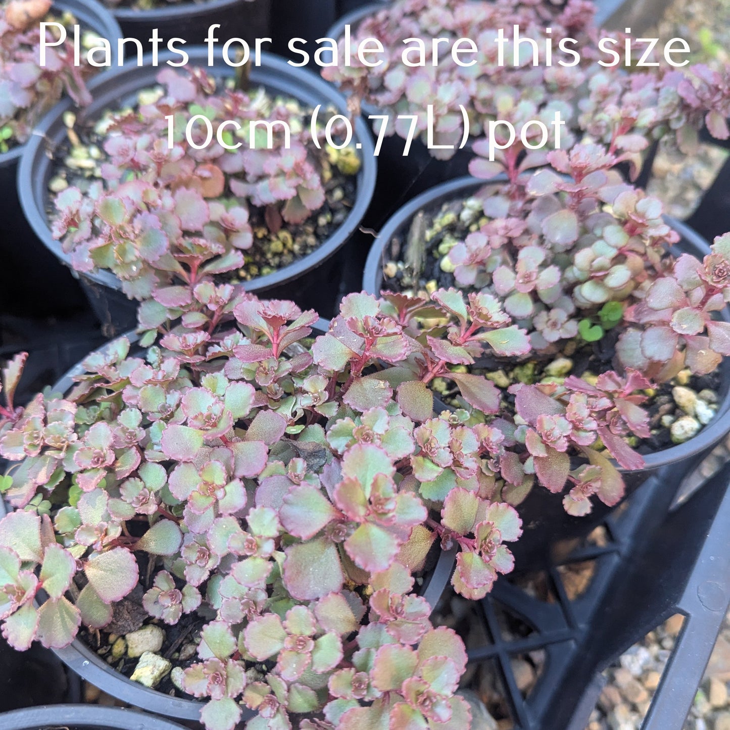 Sedum Spurium Voodoo | Voodoo Stonecrop