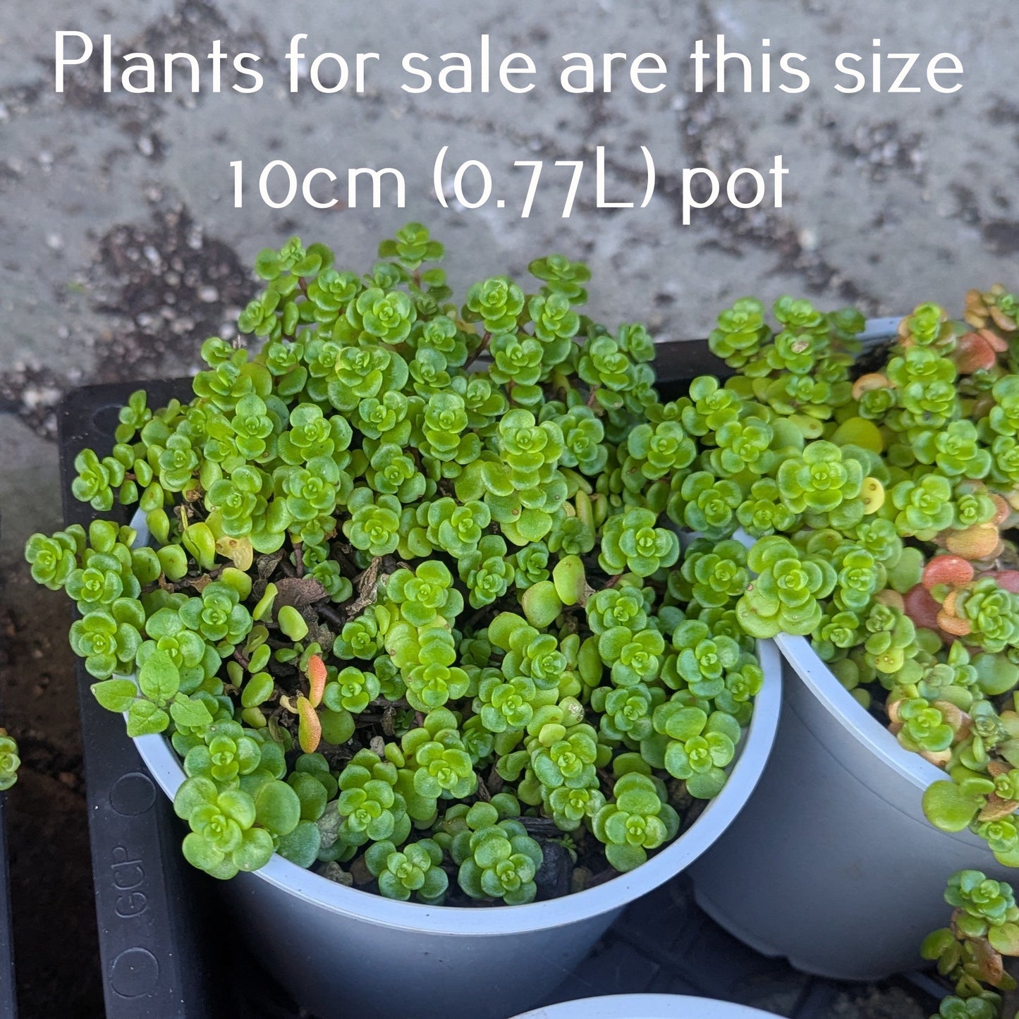 Sedum Spathulifolium 'Green Blob'