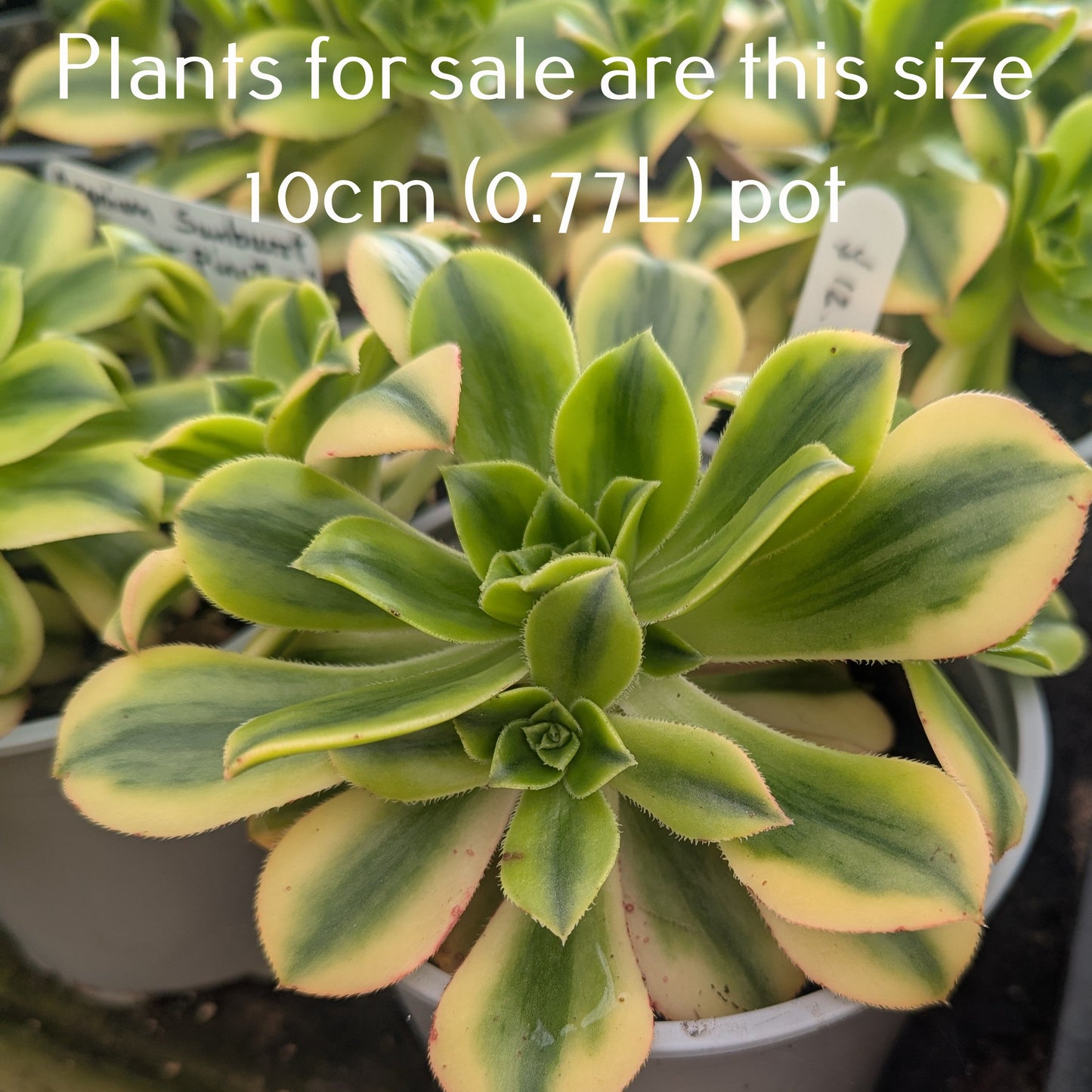 Aeonium Sunburst | Copper Pinwheel