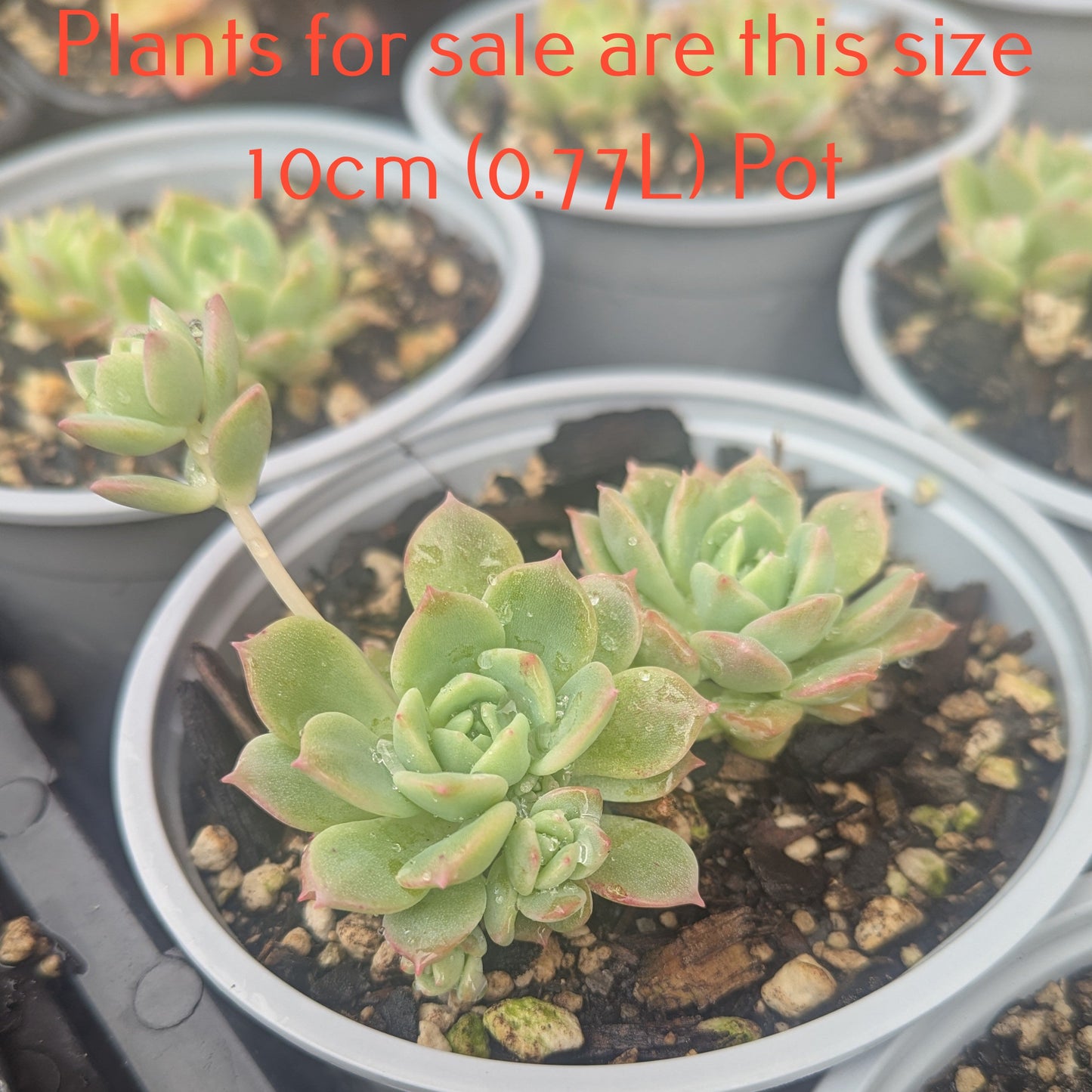 Echeveria Prolifica