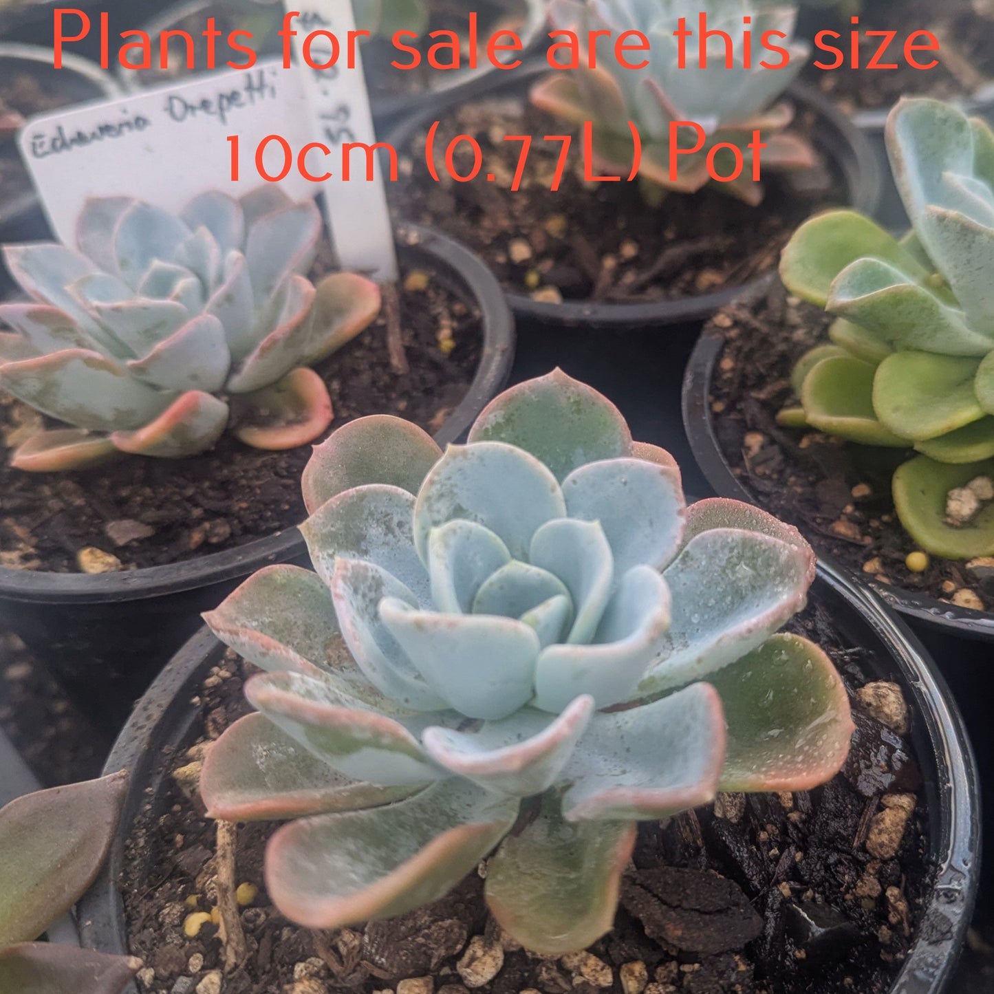 Echeveria Orepetti