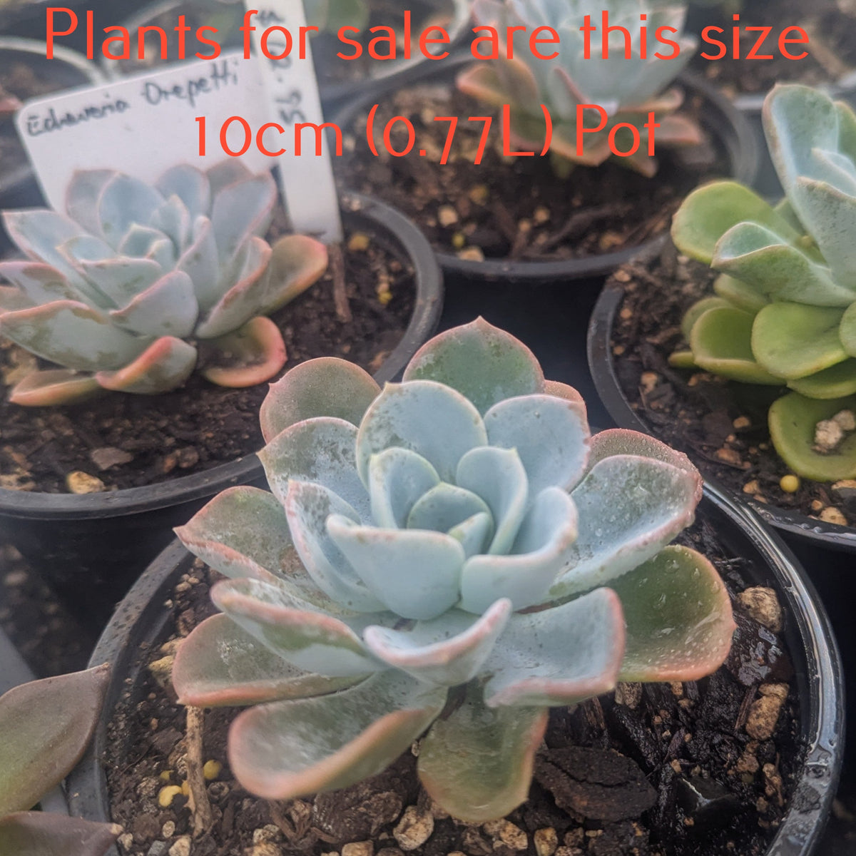 Echeveria Orepetti