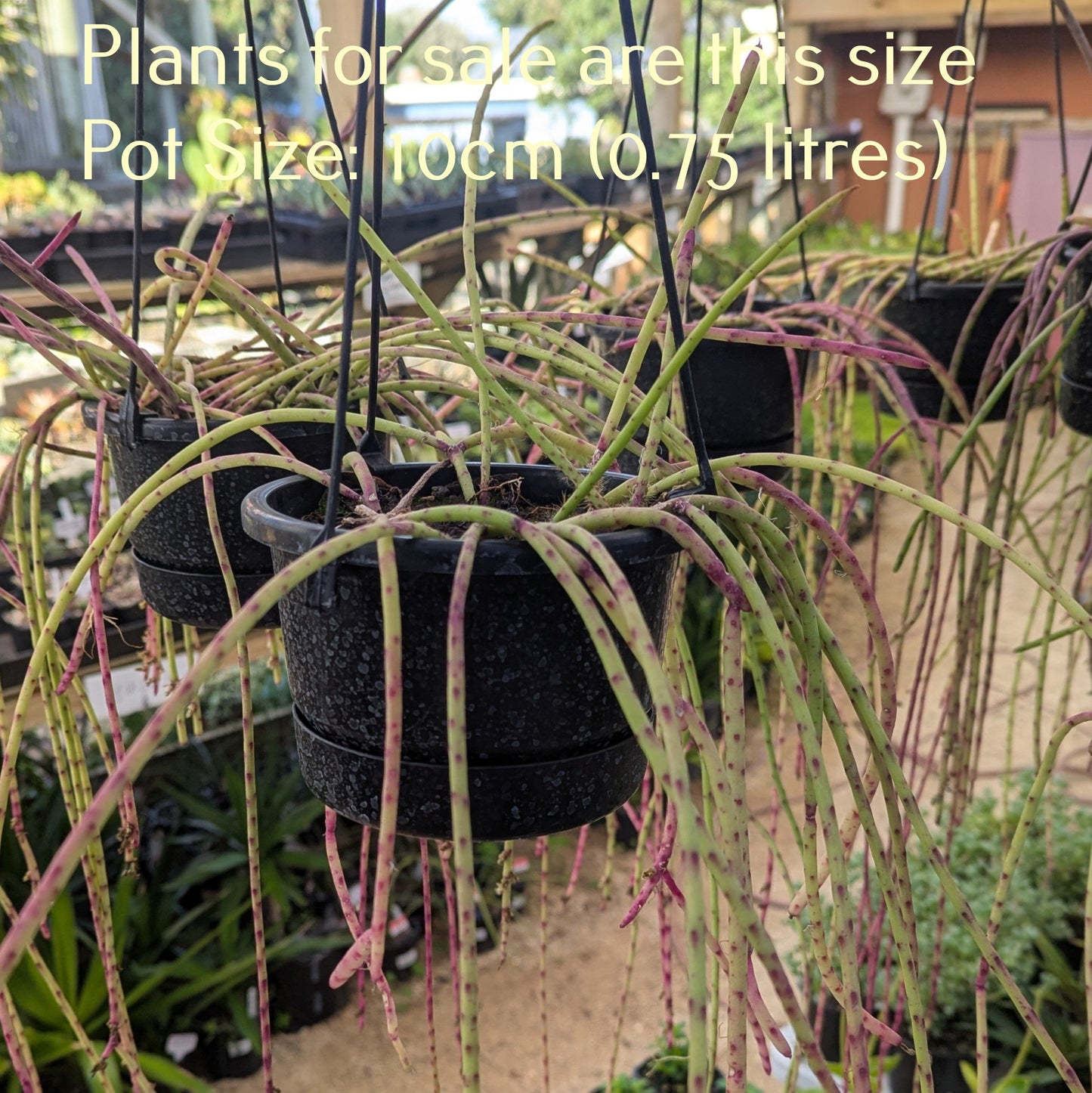 Rhipsalis Baccifera | Spaghetti Cactus