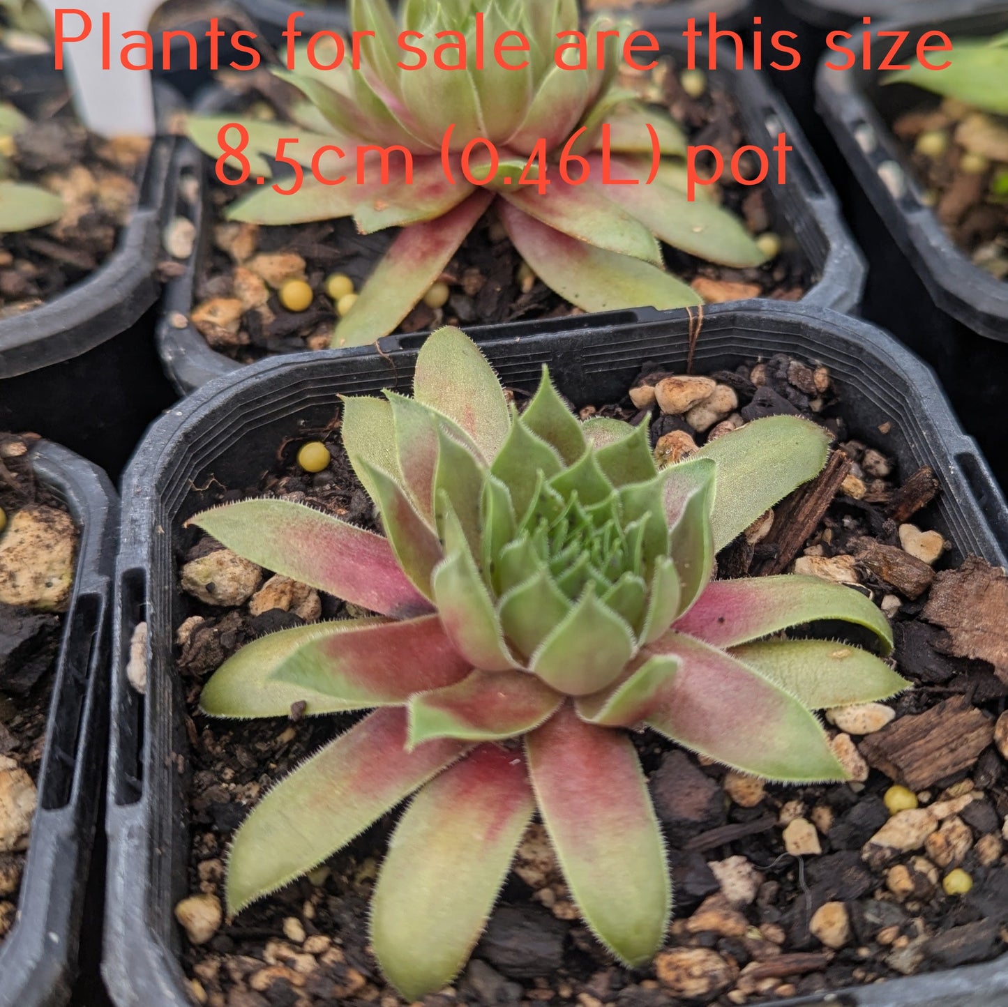 Sempervivum Orange Amber