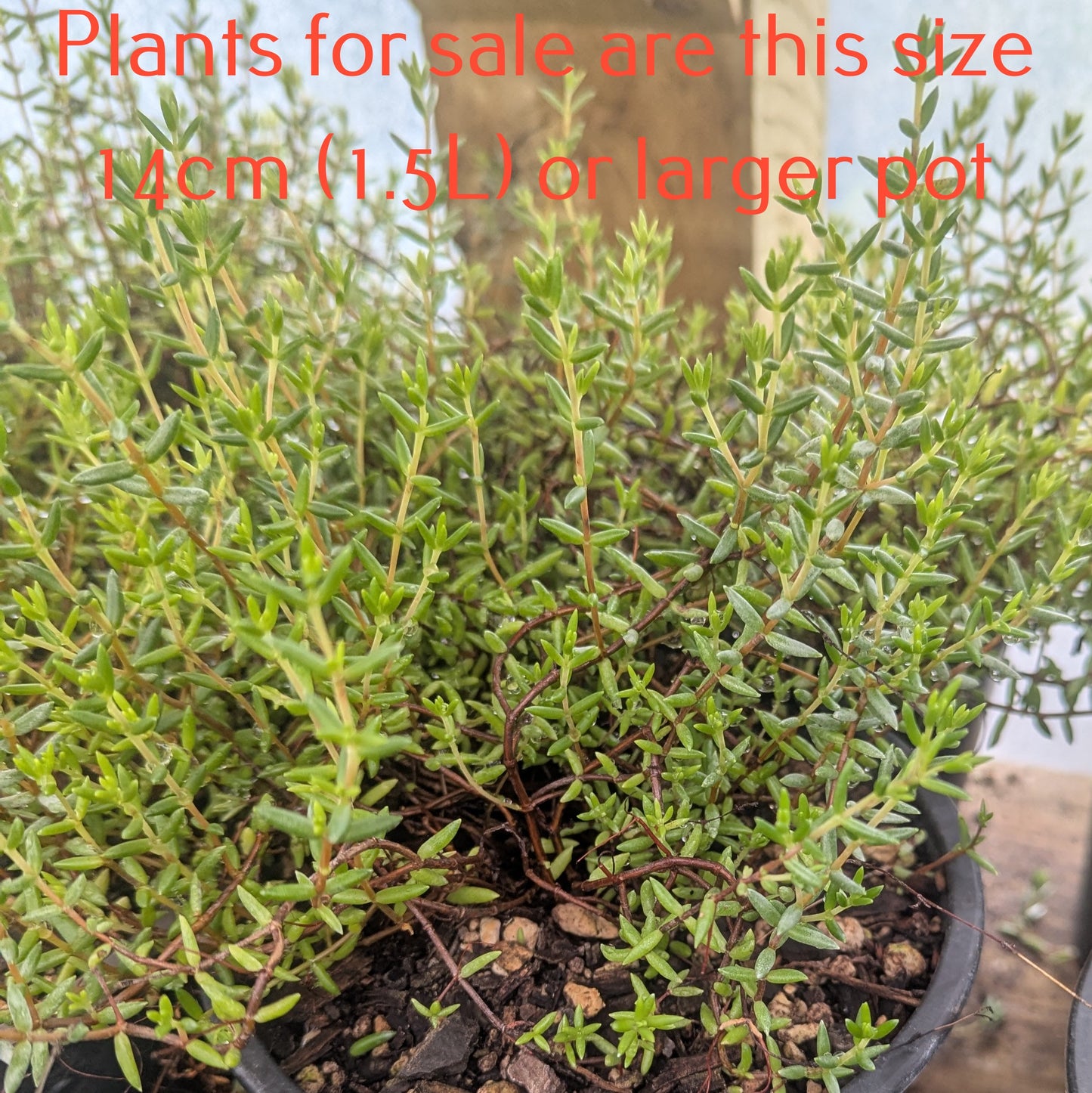 Crassula Biplanata