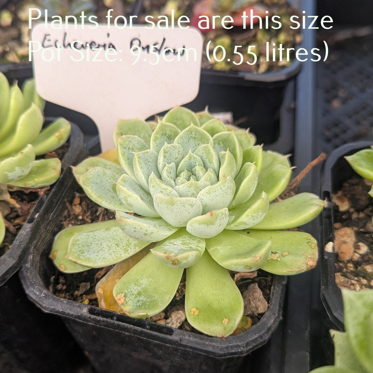 Echeveria Onslow