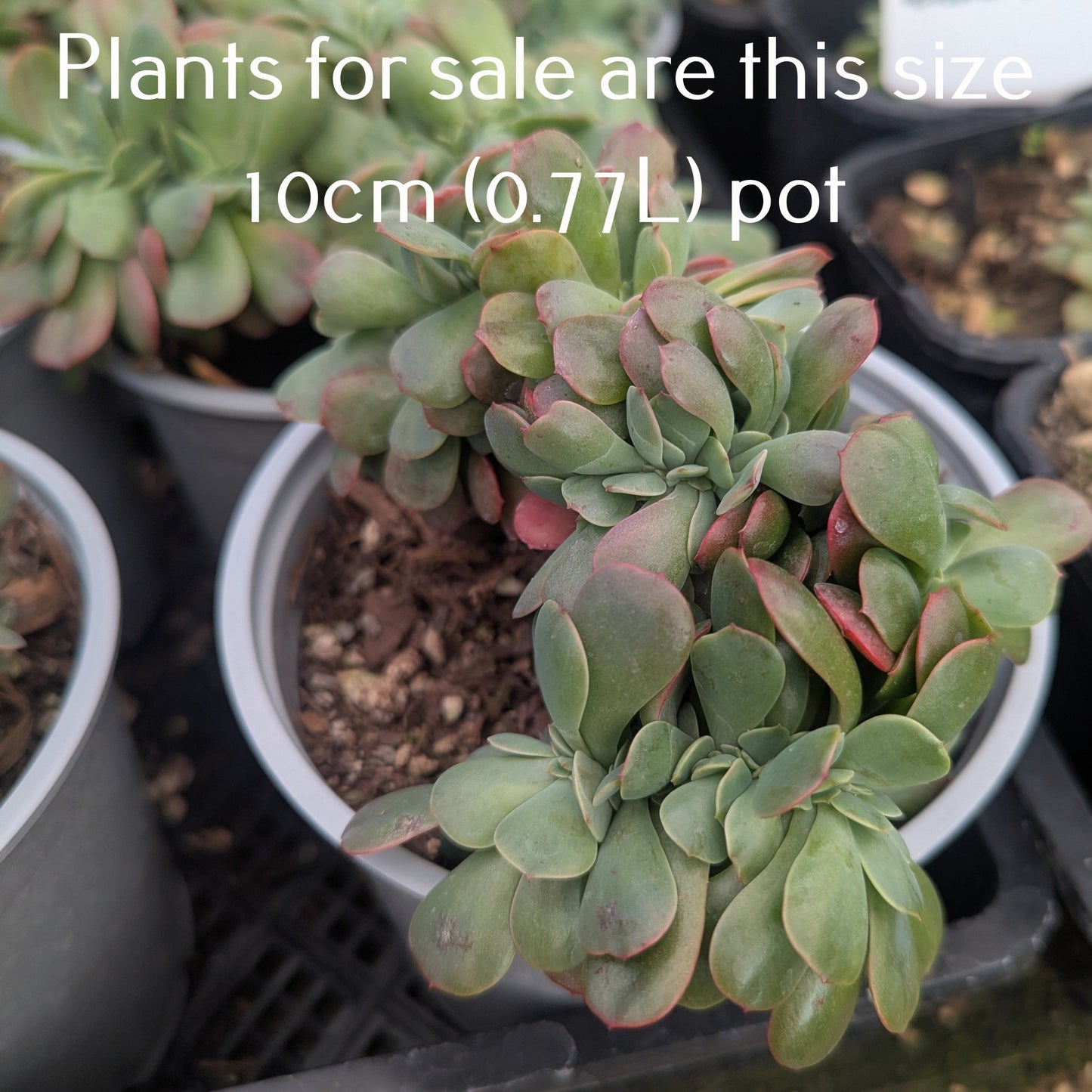 Echeveria Briar Rose Cristata