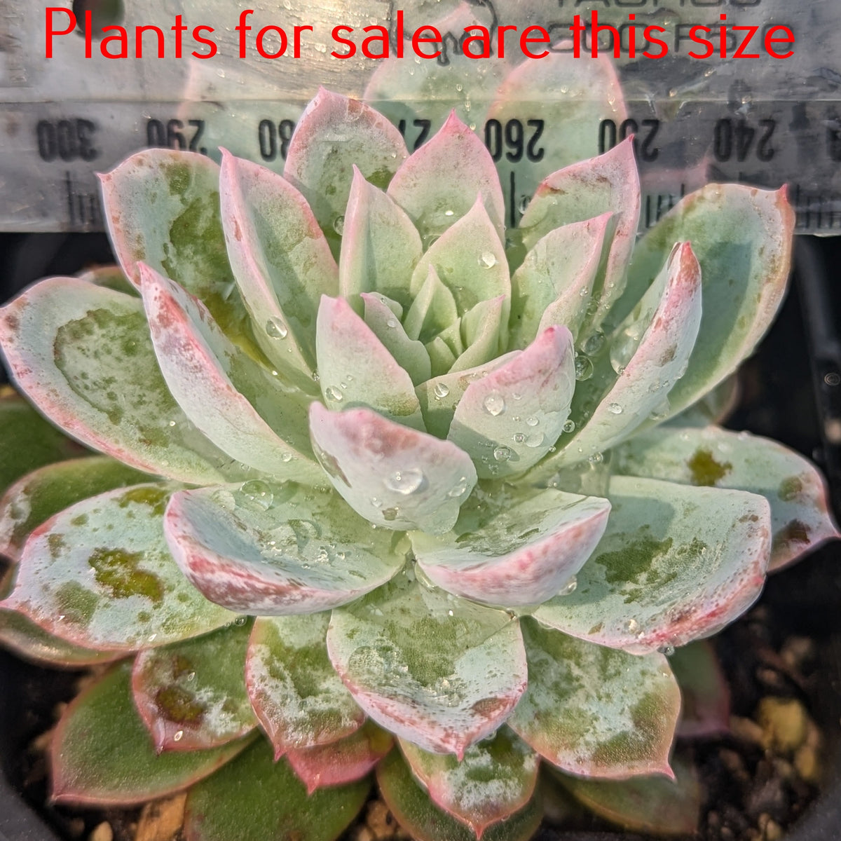 Echeveria Violet Queen