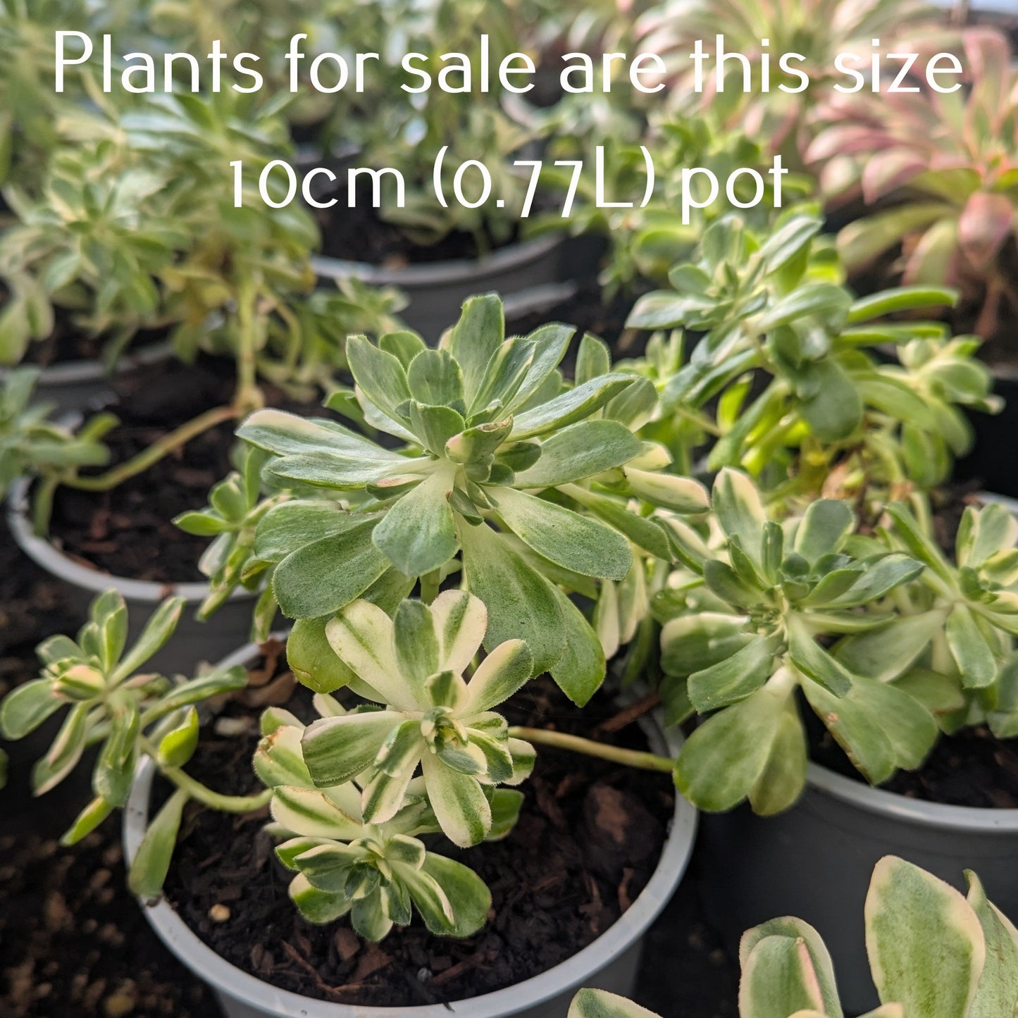 Aeonium Castello-Paivae 'Harry Mak' | Suncup
