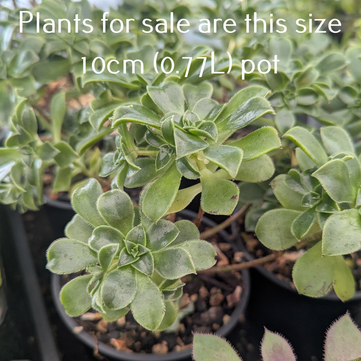 Aeonium Decorum var Guarimarense | Miniature Bonsai version