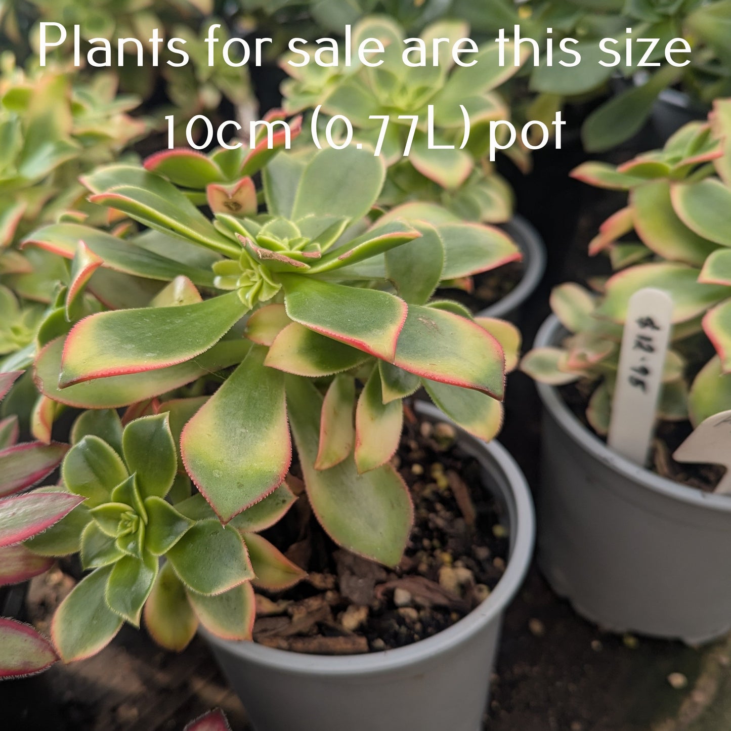 Aeonium Haworthii | Kiwi Aeonium