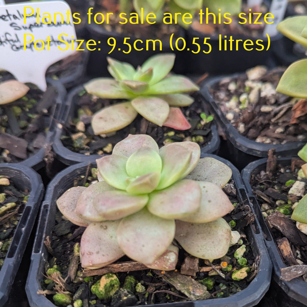 Graptopetalum Superbum | Beautiful Graptopetalum