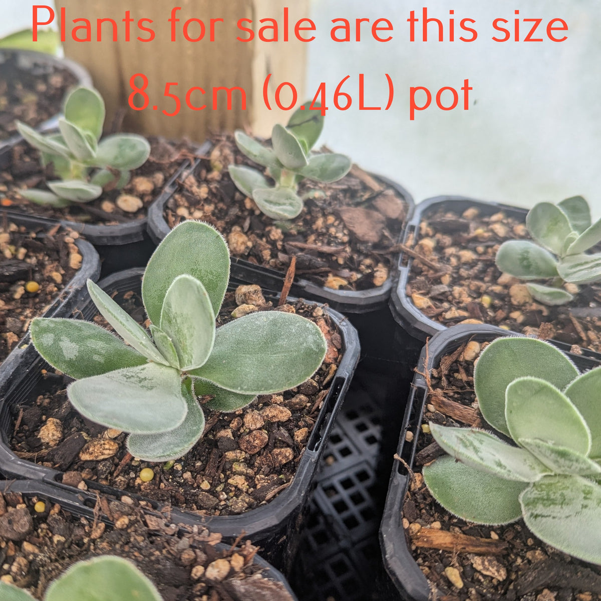 Cotyledon Mint Truffles