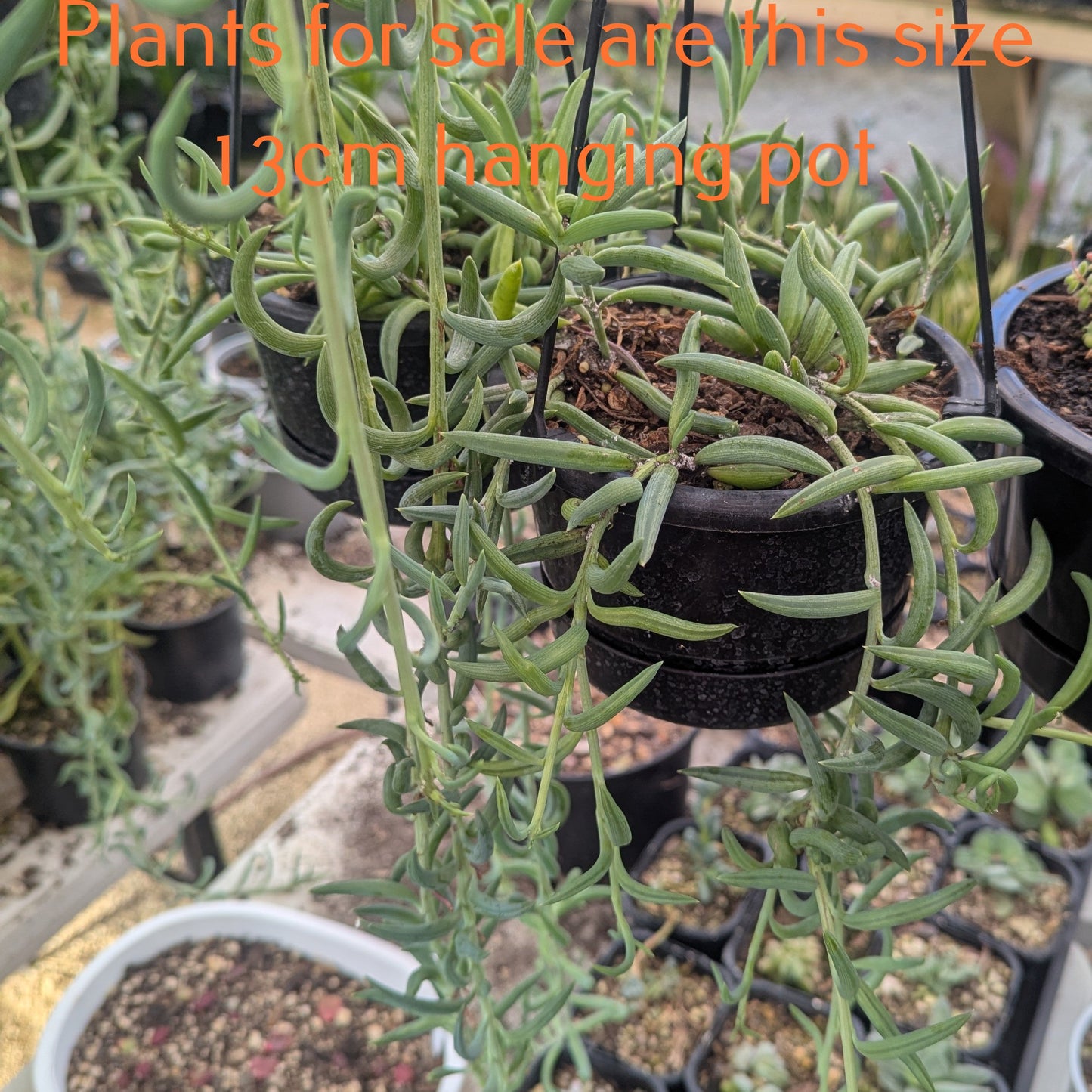 Senecio Radicans | String of Fish Hooks