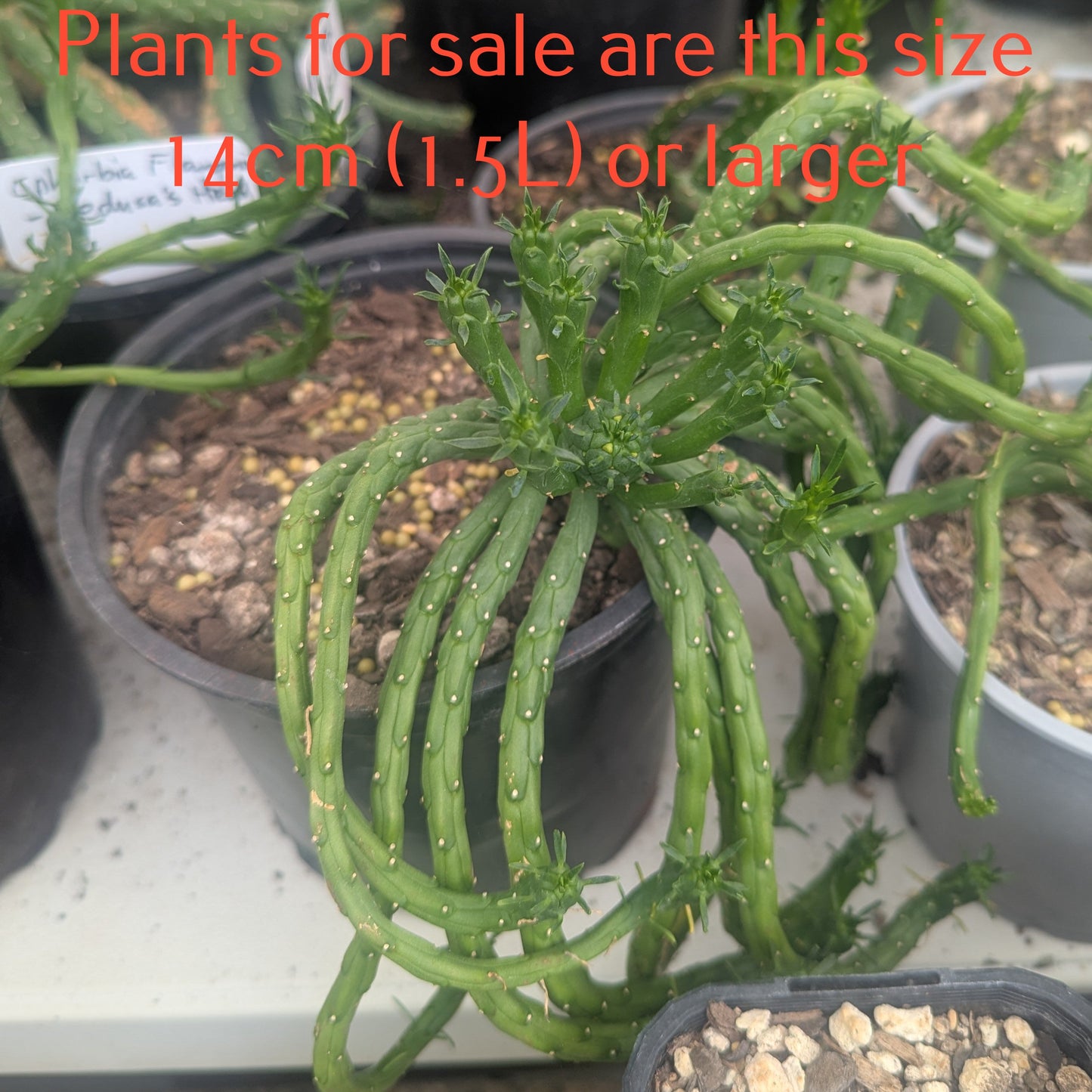 Euphorbia Flanaganii | Medusa's Head