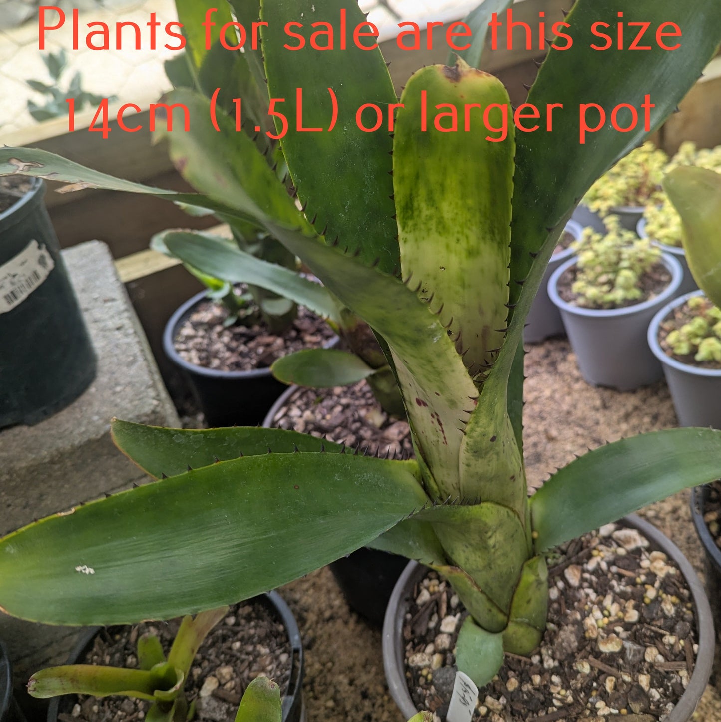 Bromeliad Aechmea Nudicaulis | Red Brazil