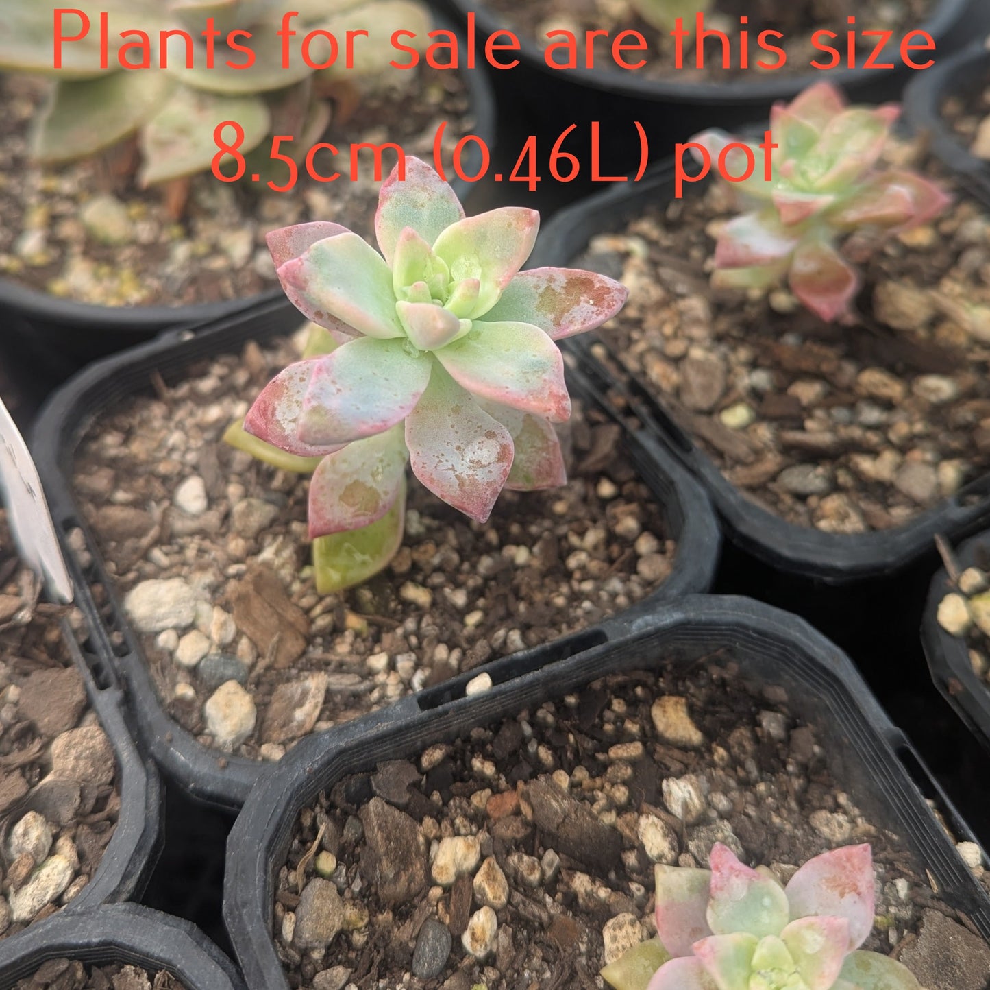 Graptopetalum Tricolor