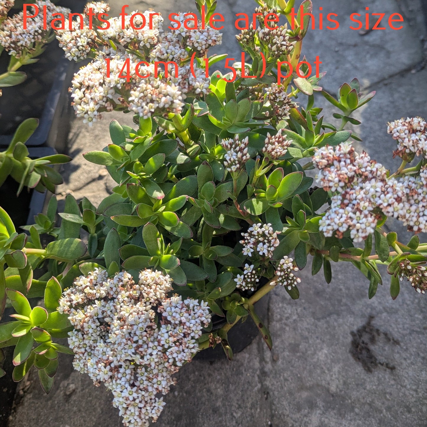 Crassula Dejecta | Doily Crassula