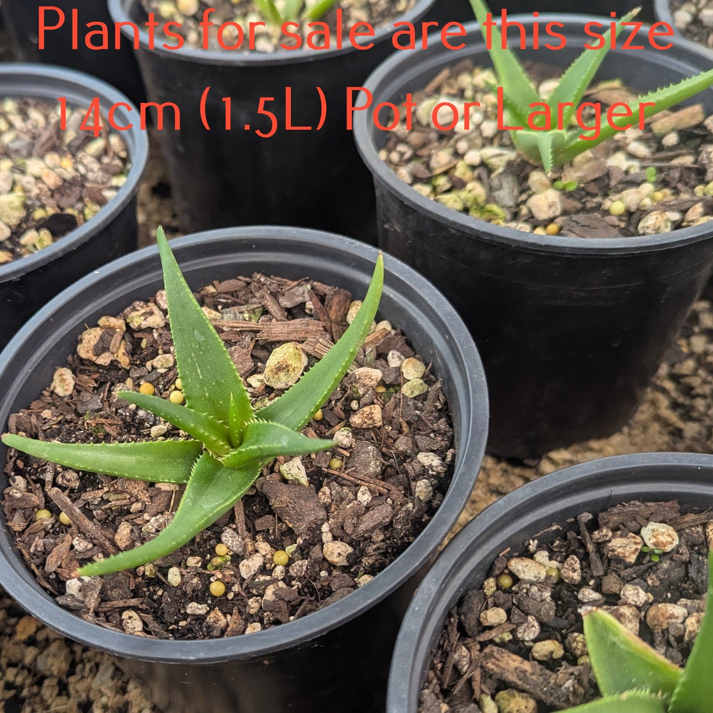 Aloe Fairy Pink