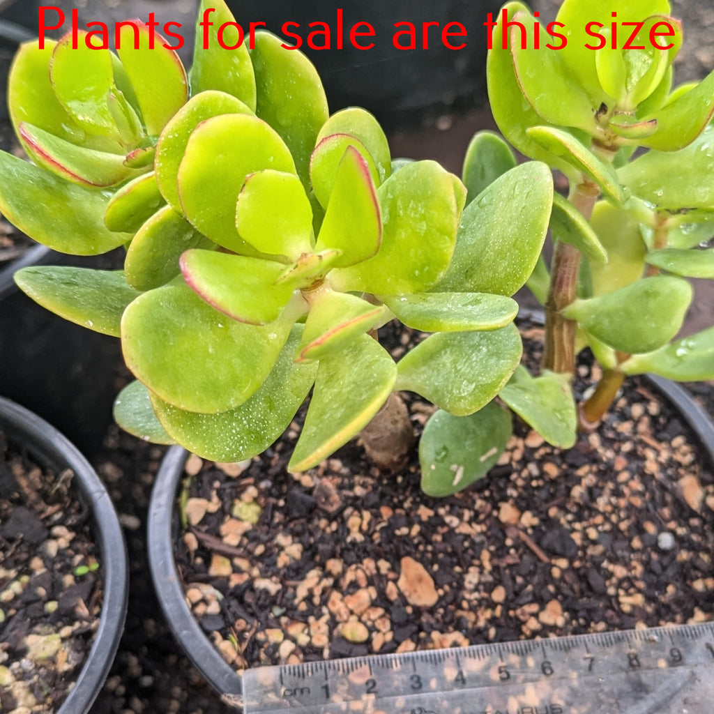 Crassula Ovata | Classic Jade Plant