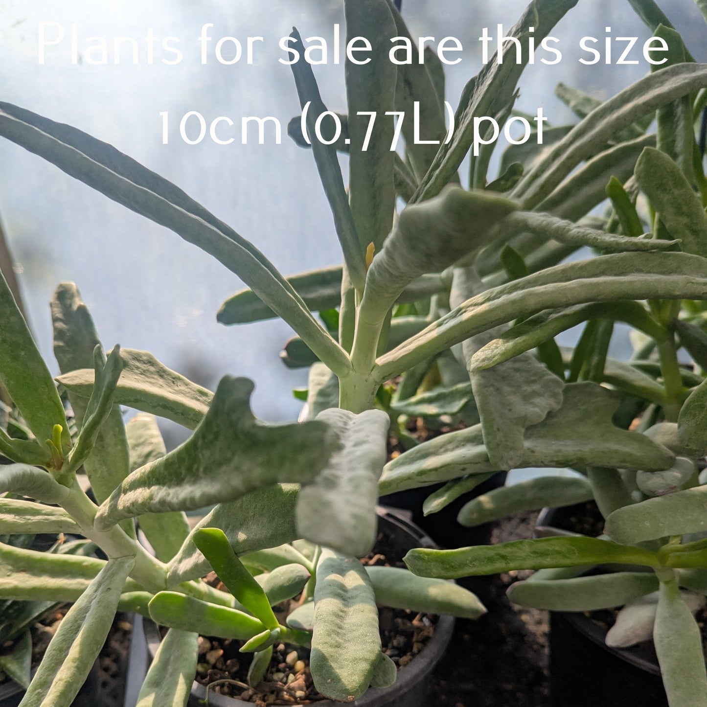 Cotyledon Orbiculata var. Oblonga | Flavida Fingers