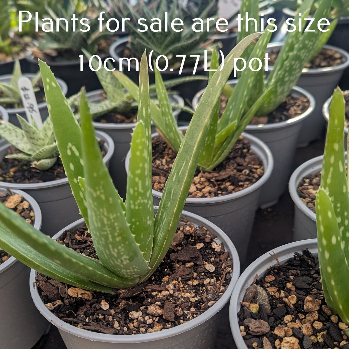 Aloe Vera | Aloe Barbadensis Miller