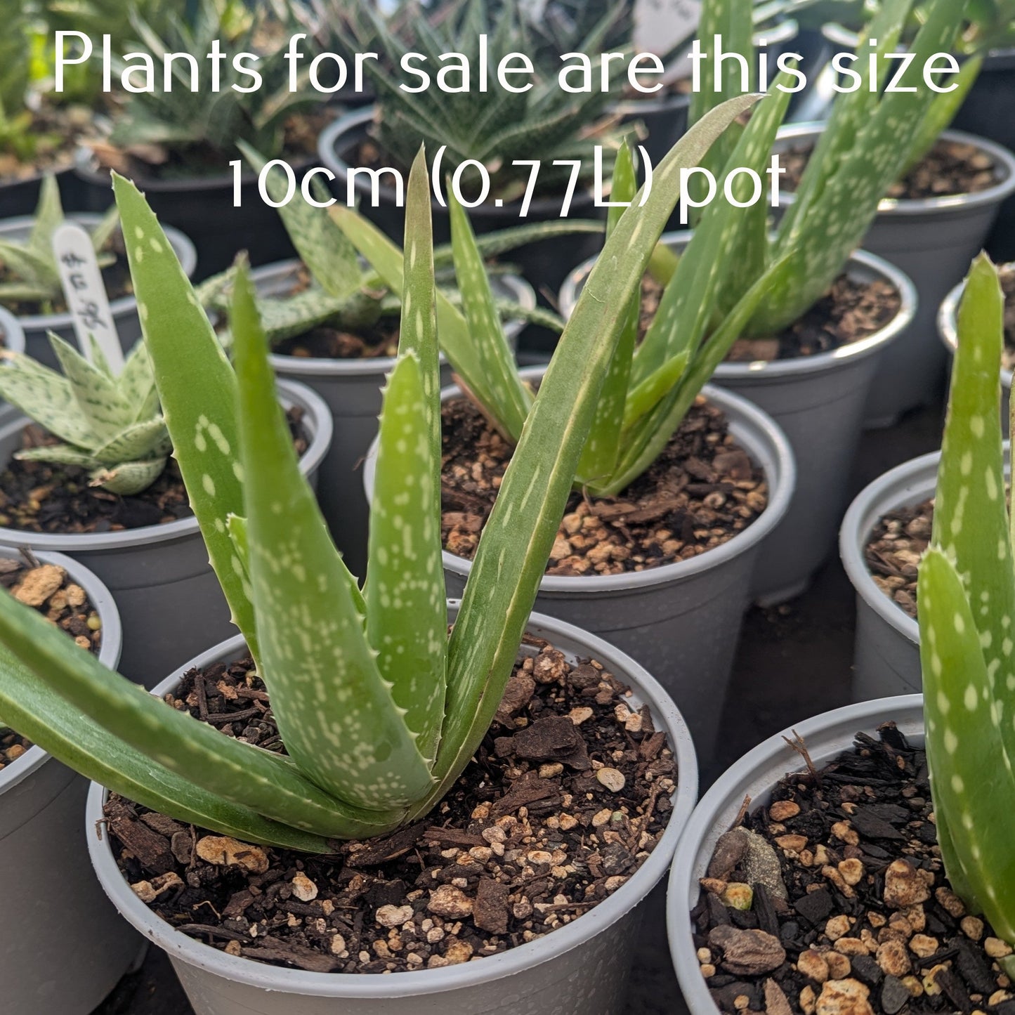 Aloe Vera | Aloe Barbadensis Miller