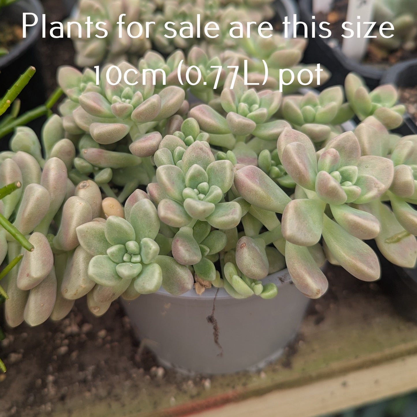 Graptopetalum Mendozae