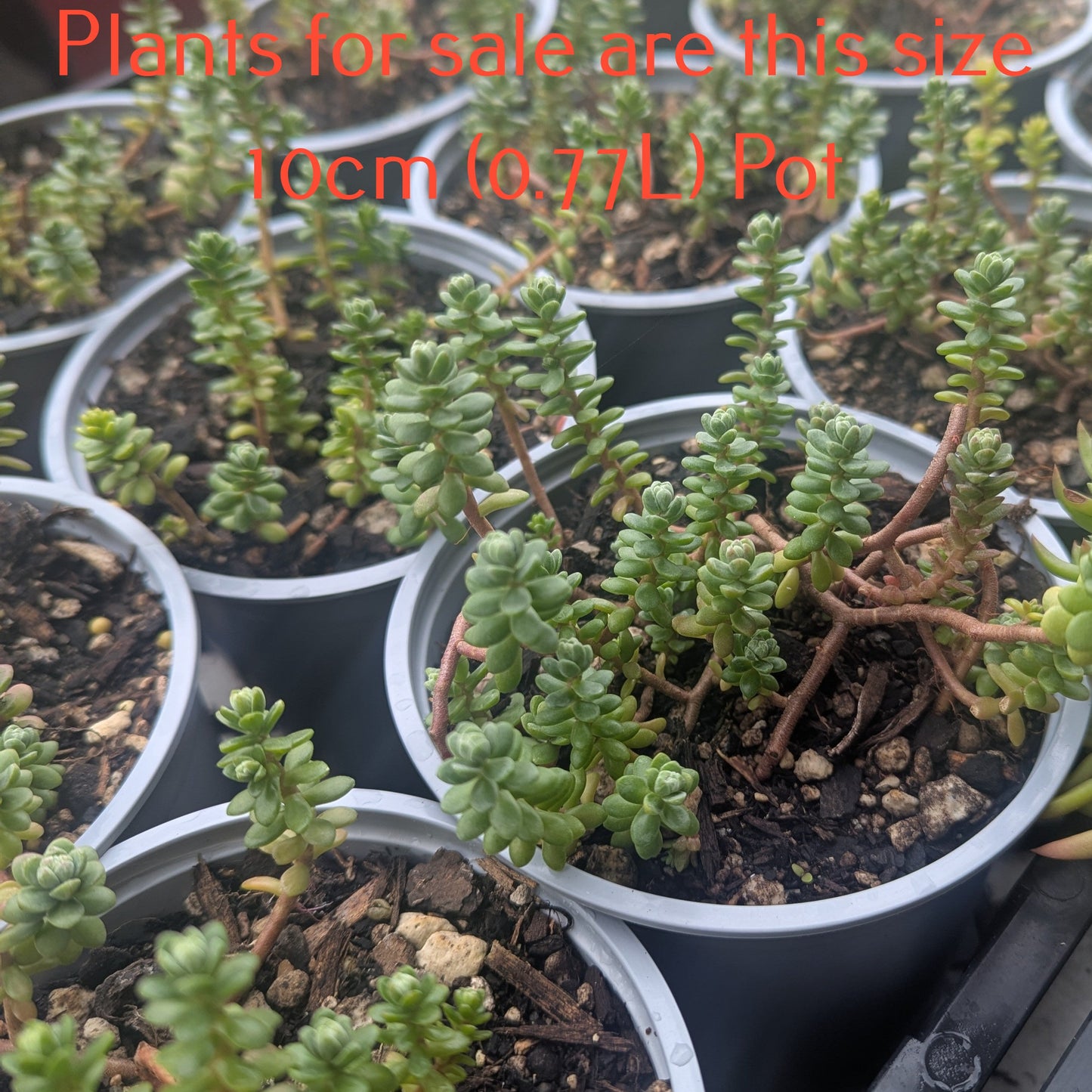 Sedum Oaxacanum