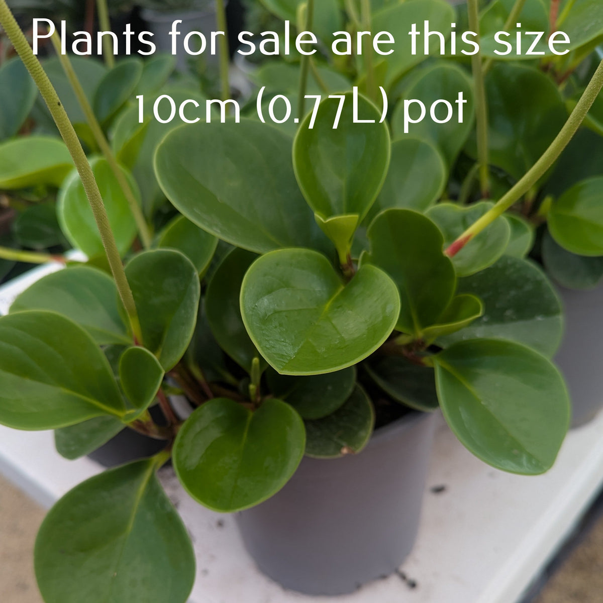 Peperomia Obtusifolia | Baby Rubber Plant