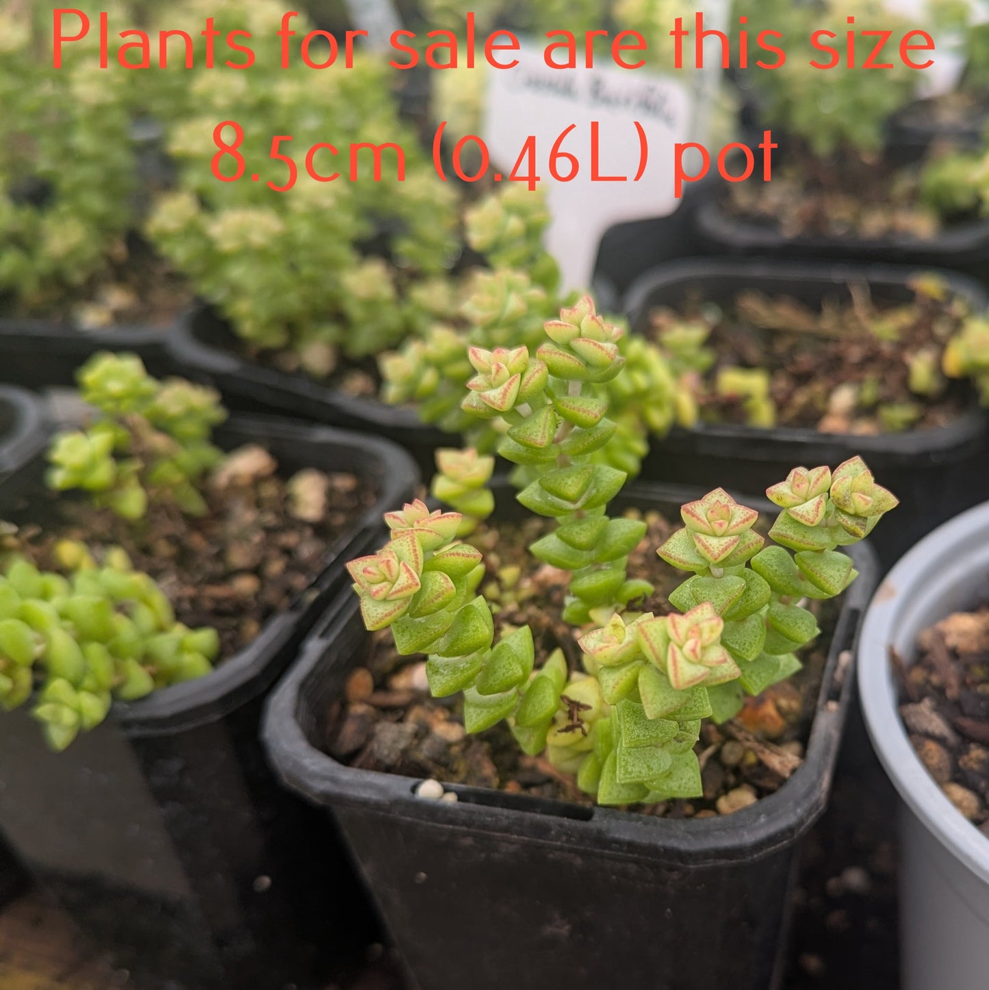 Crassula Brevifolia